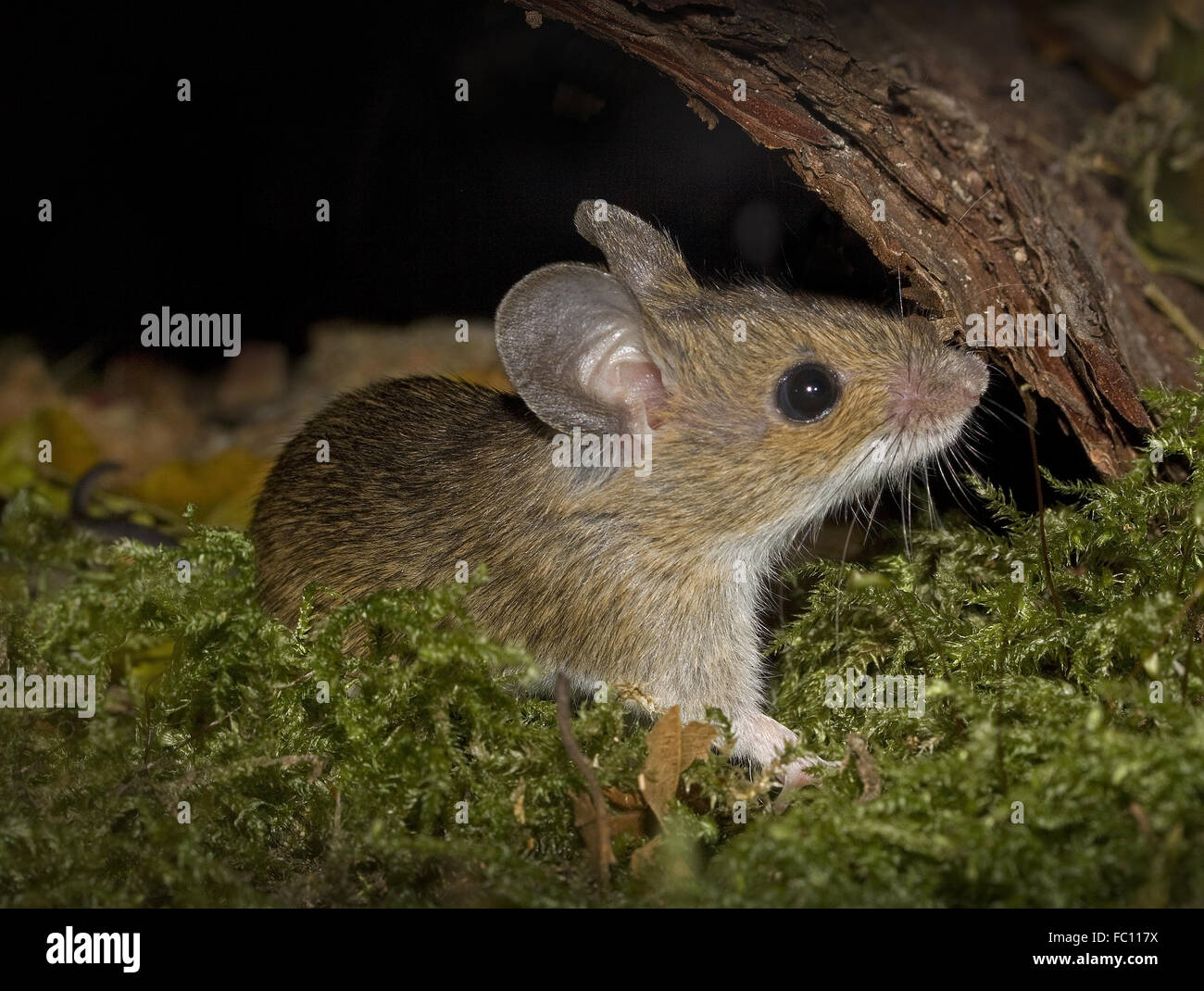 Legno europeo mouse Apodemus sylvaticus Foto Stock