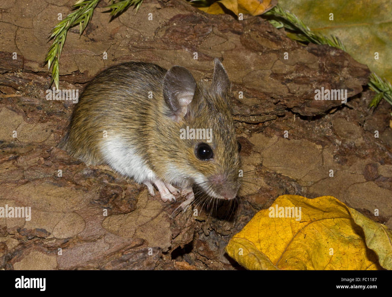 Legno europeo mouse Apodemus sylvaticus Foto Stock