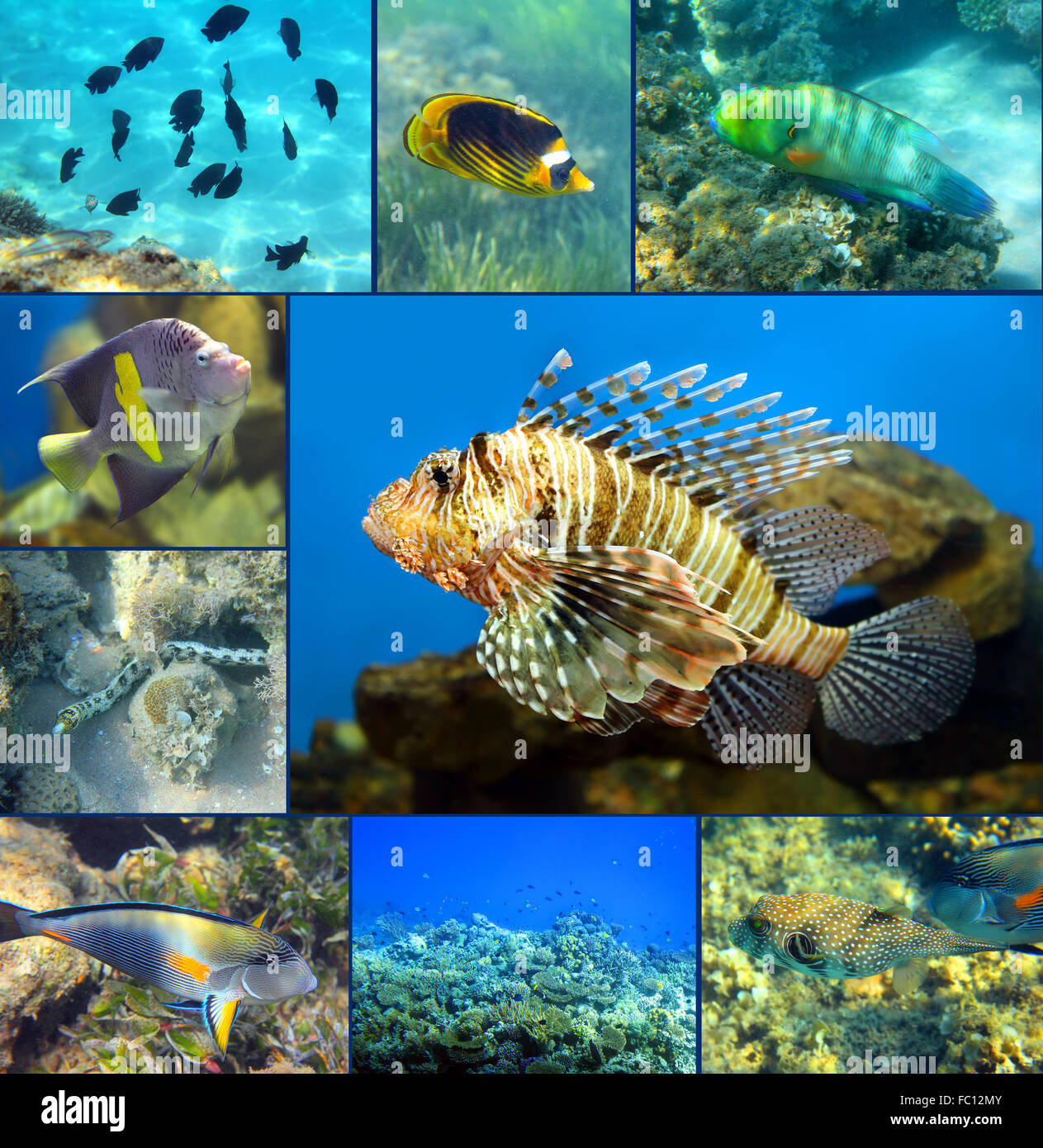 Red Sea Coral set di pesce Foto Stock