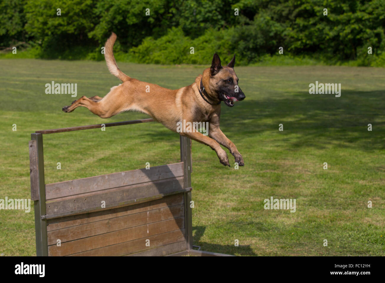 Un belga sheepdog jumping Foto Stock