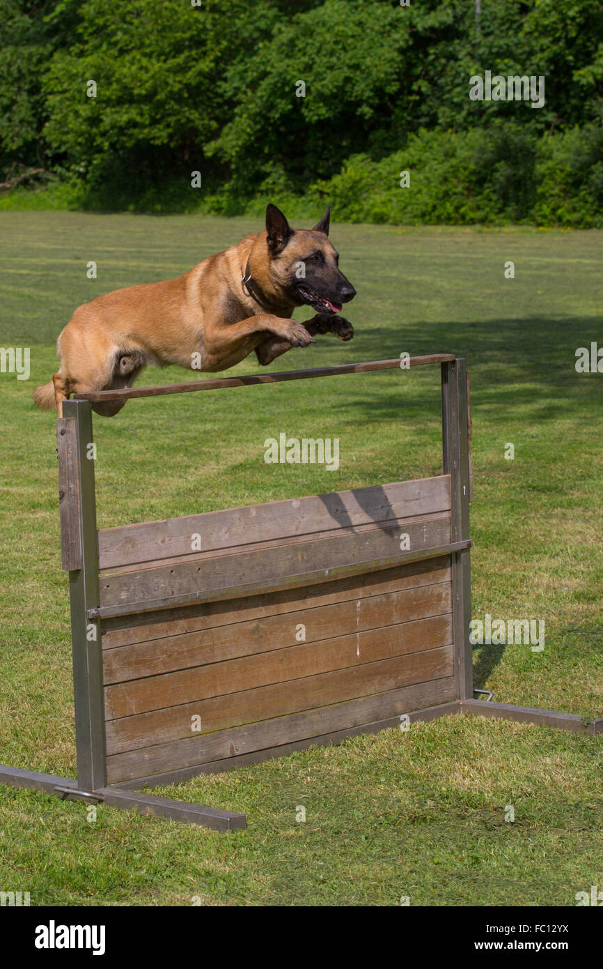 Un belga sheepdog jumping Foto Stock