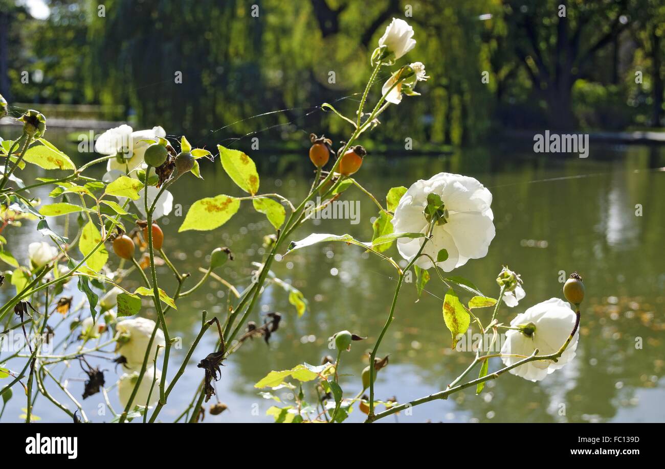 Autunnale arbusto di rose in un stagno Foto Stock