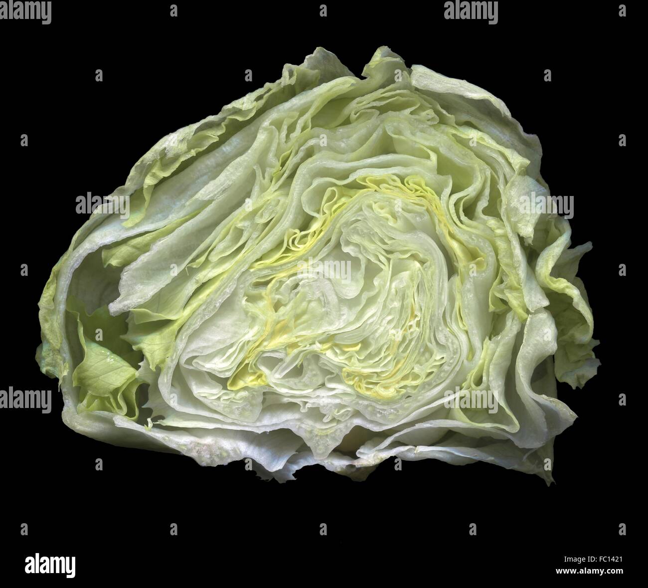 Superficie di una metà del capo verde di lattuga Foto Stock