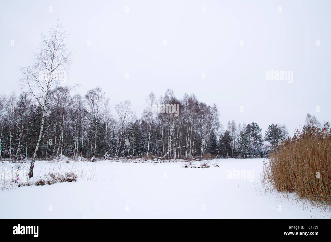 Paesaggio invernale Foto Stock