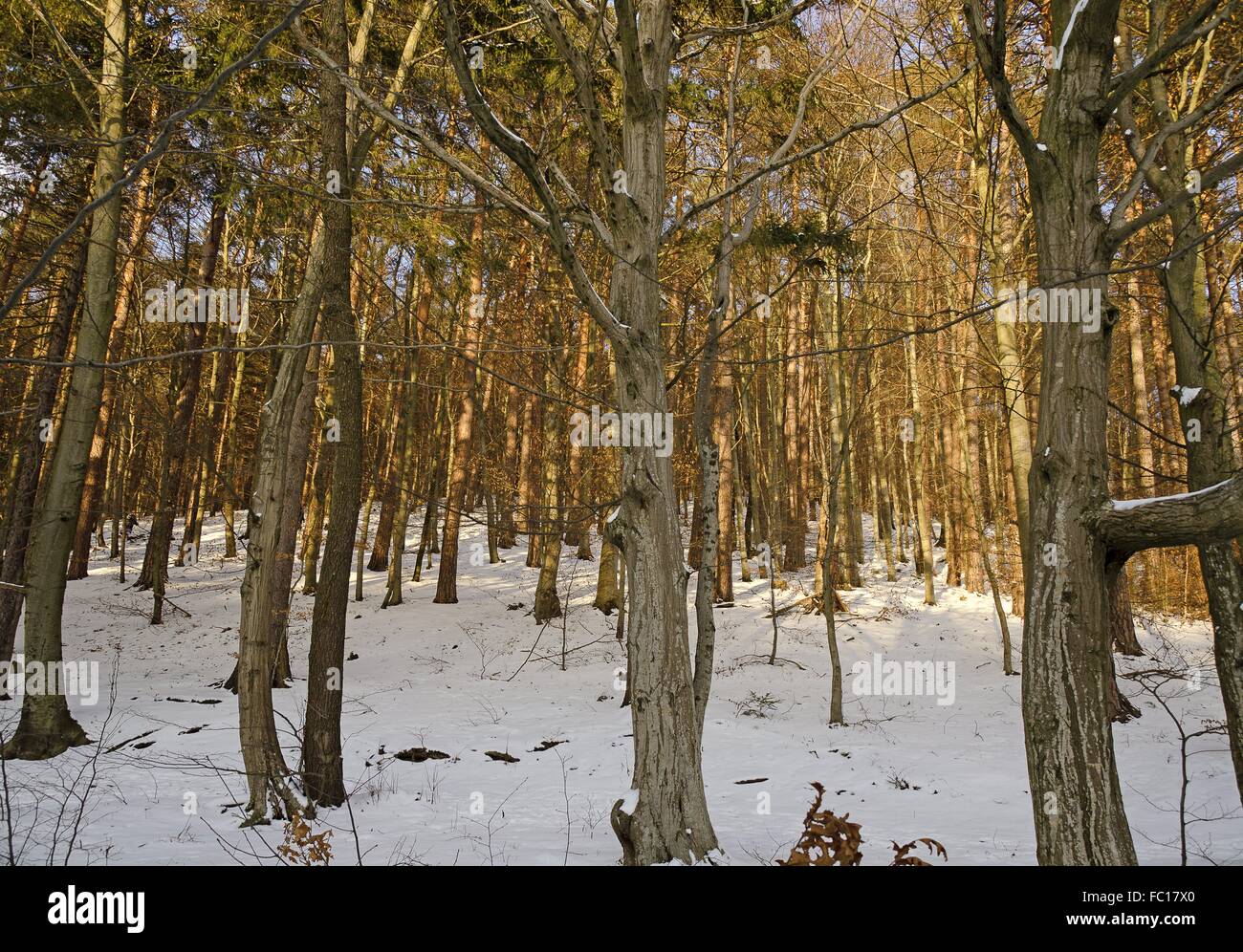Sunny foresta con massa swnowcovered Foto Stock