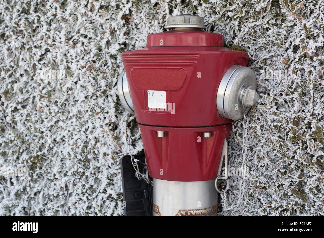 Idrante rosso in brina una siepe Foto Stock