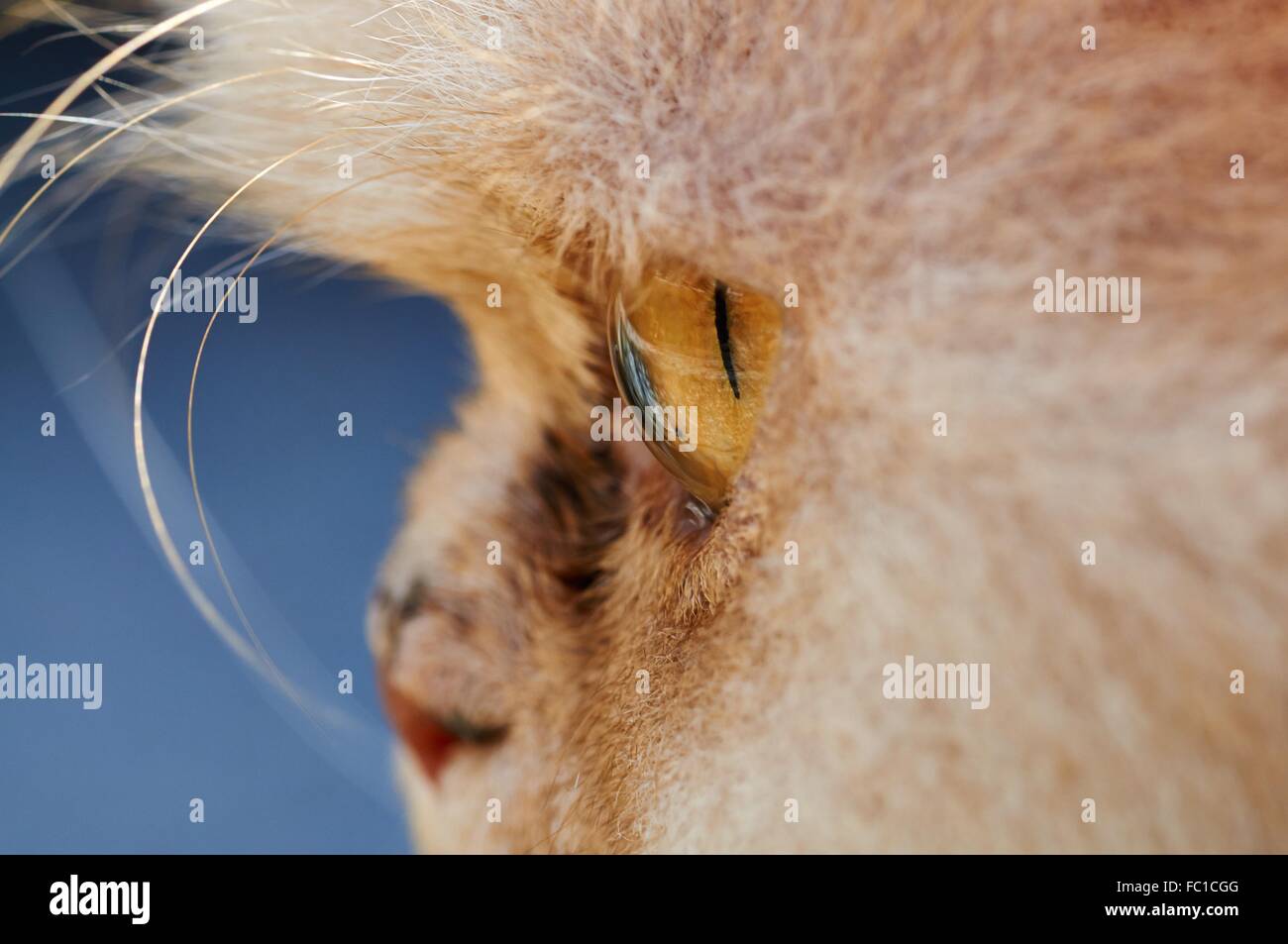 Vista laterale di un gatto persiano's Eye Foto Stock