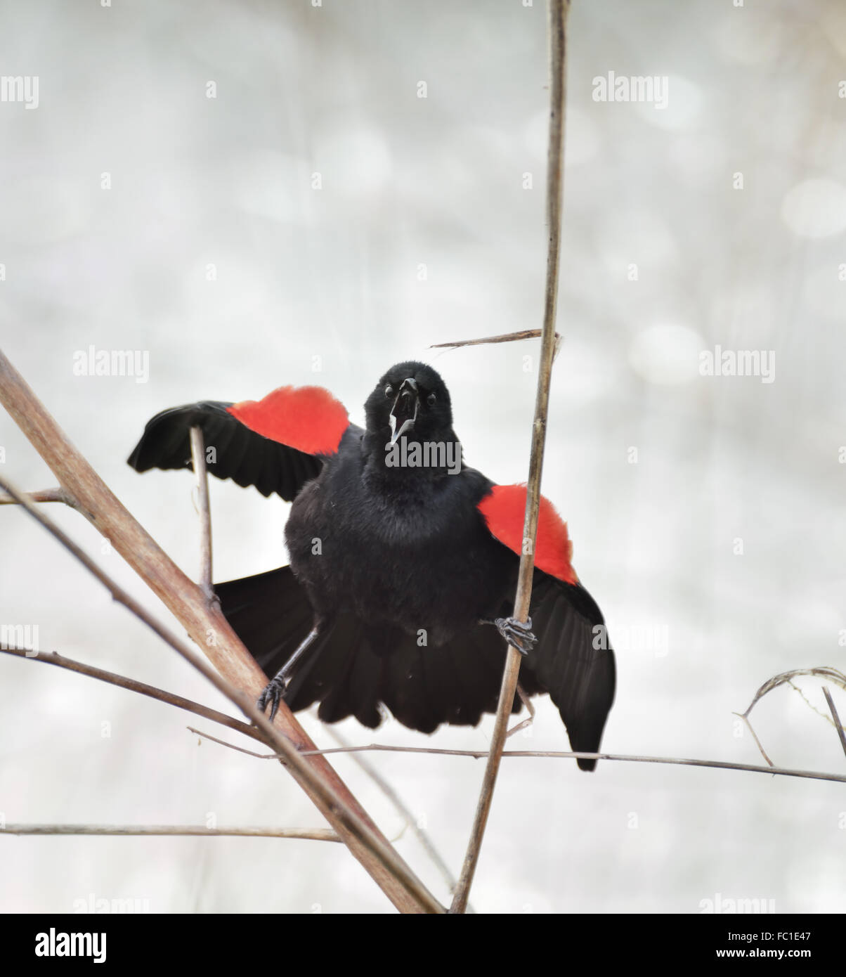 Canto Ala Rossa Blackbird Foto Stock