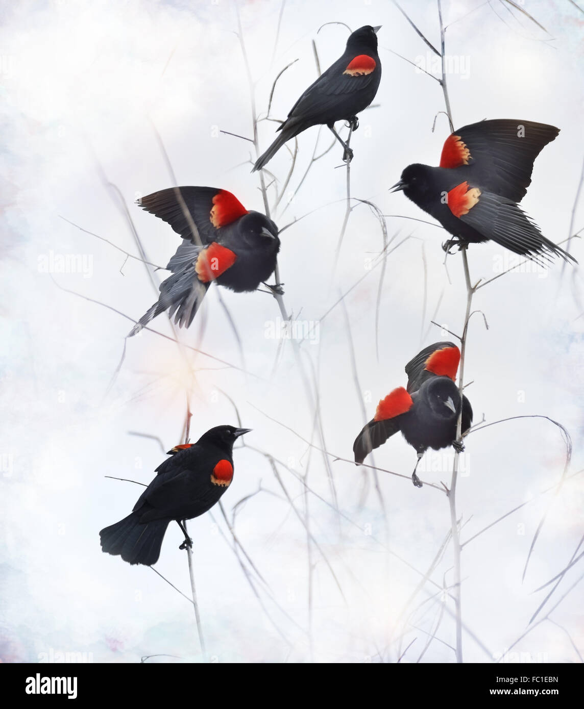 Rosso Merli alato Foto Stock