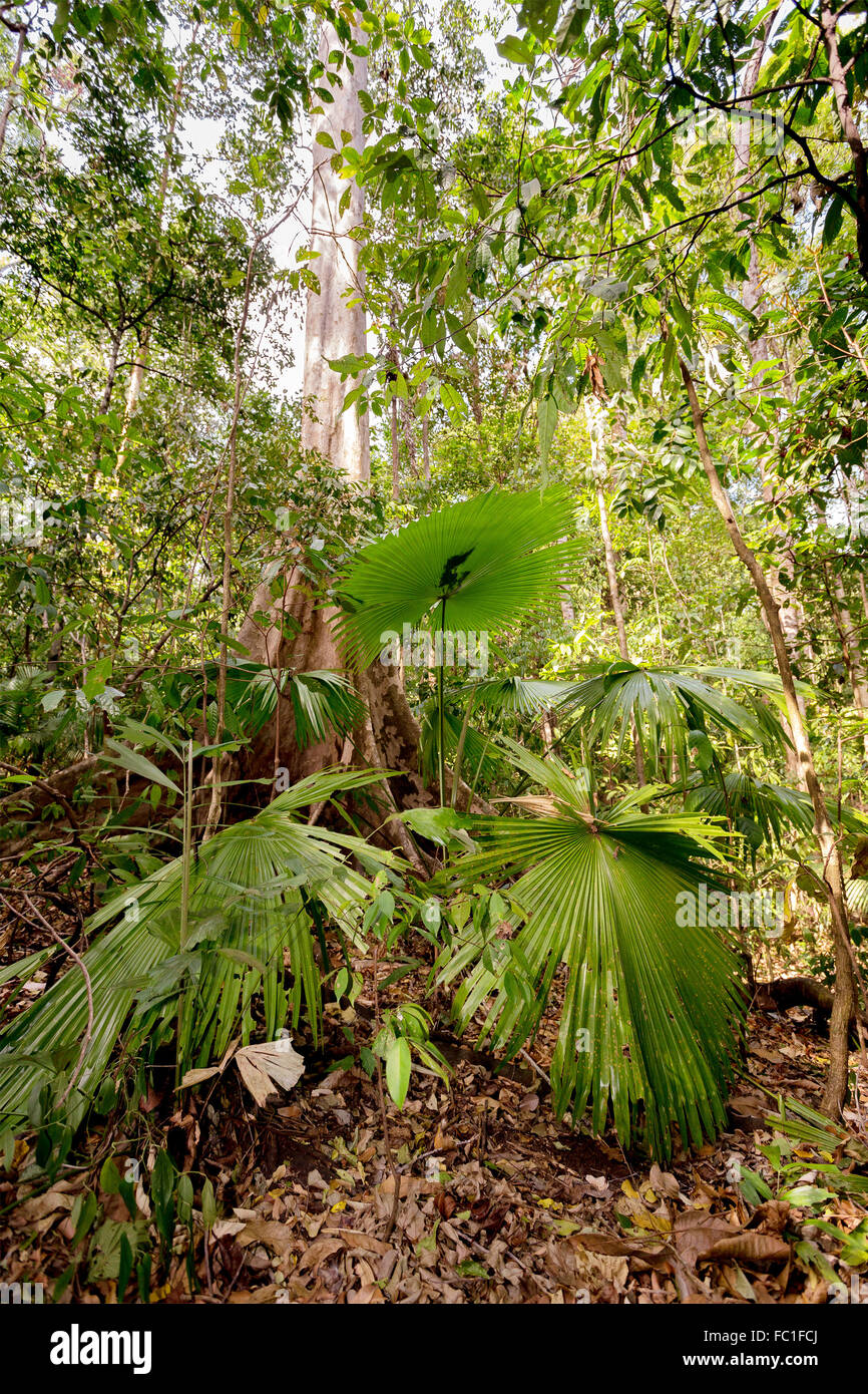 Di foglie di palma in Tangkoko National Park in Nord Sulawesi, Indonesia. Questo parco è la casa di macachi nero e Tarsiers. È vicino Foto Stock