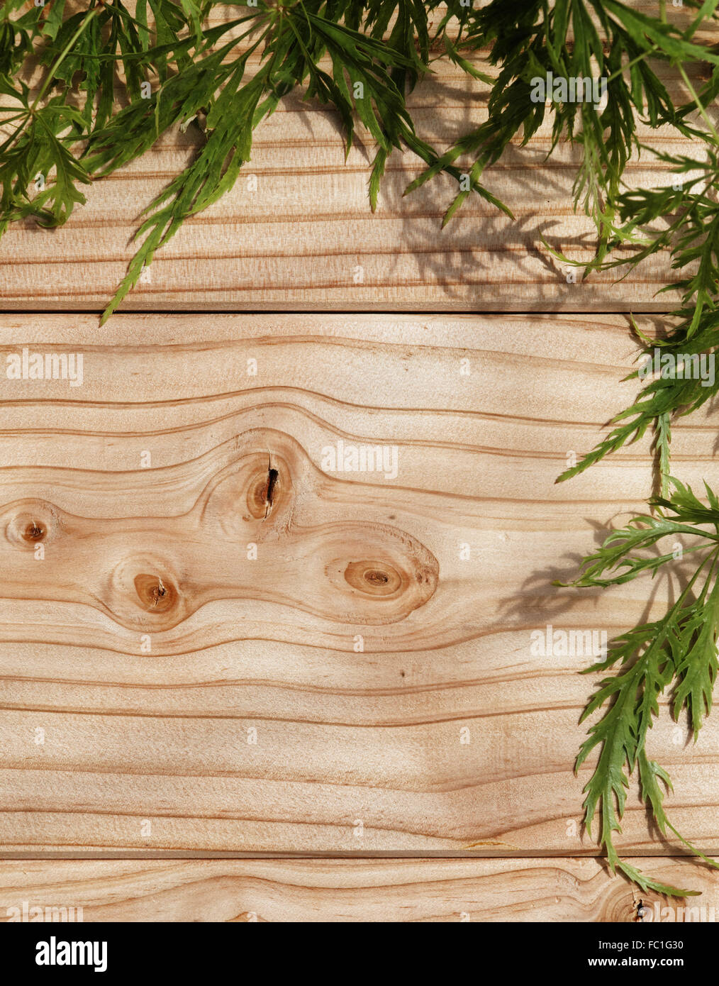 Tavole in legno di acero verde asola Foto Stock