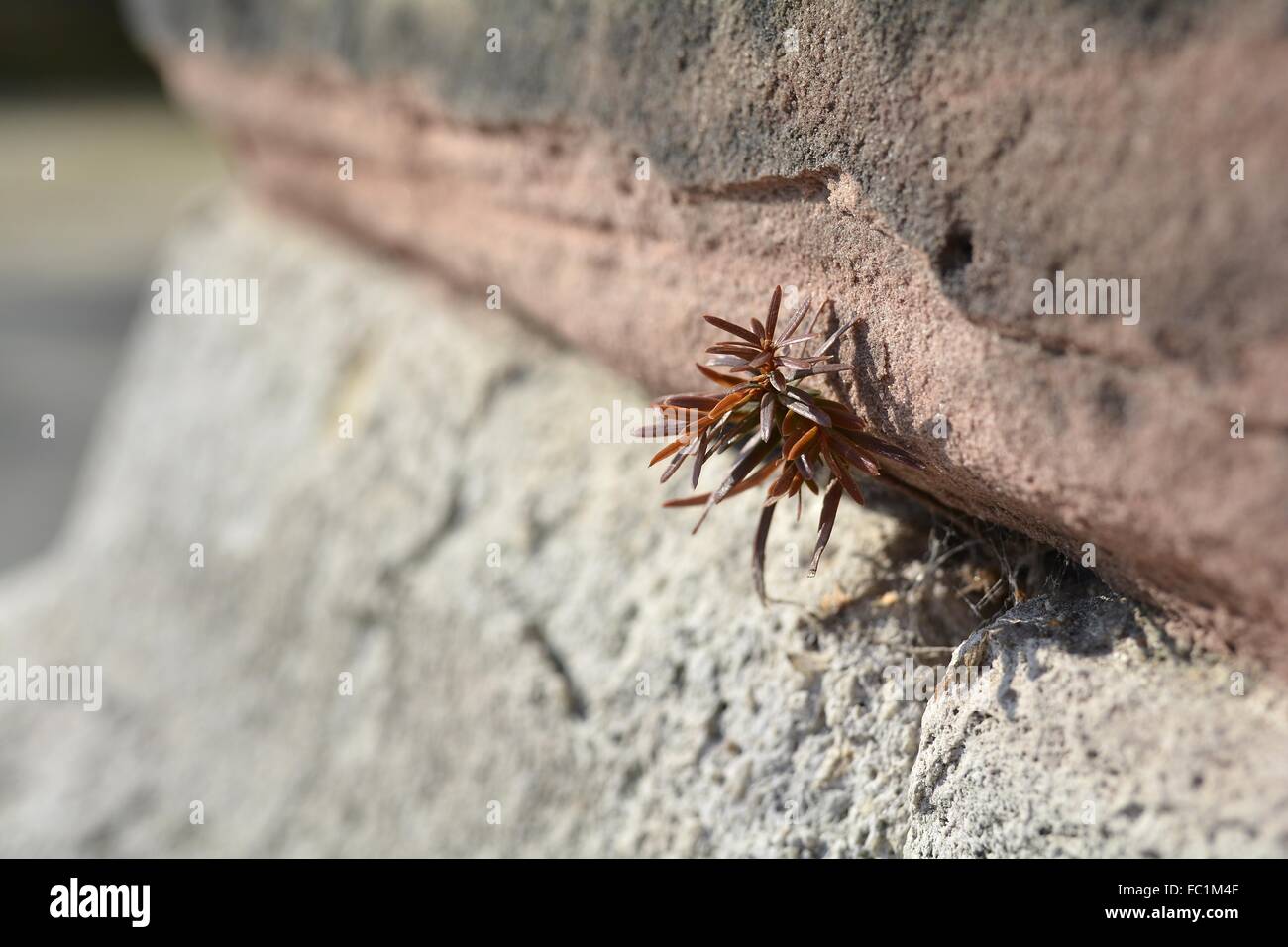 Lotta per la sopravvivenza Foto Stock