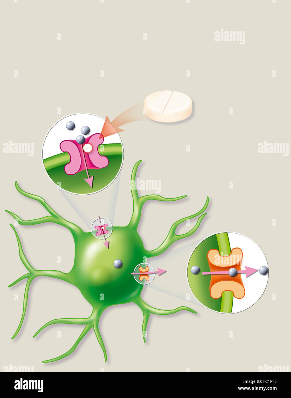 Diuretico & neurone Foto Stock