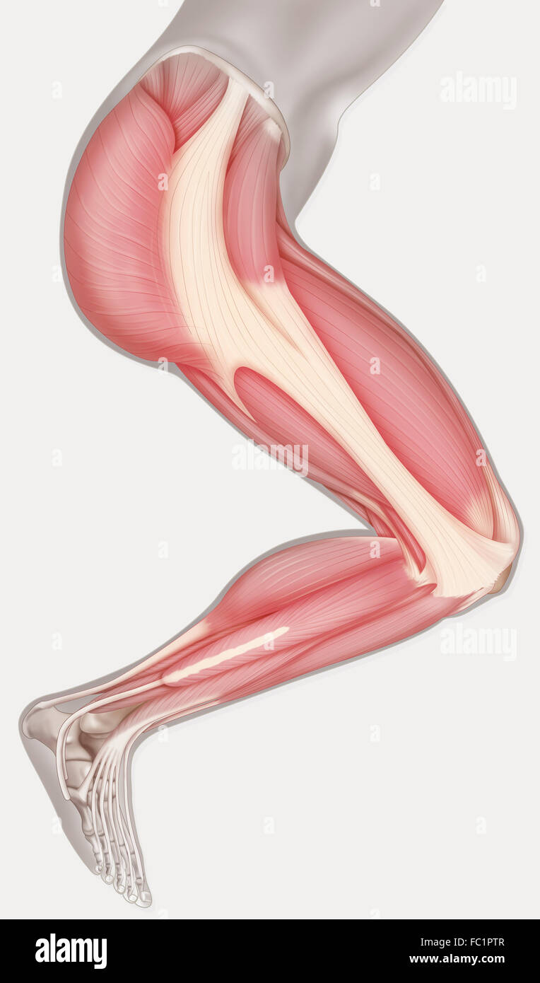 Arto inferiore muscolo, disegno Foto Stock
