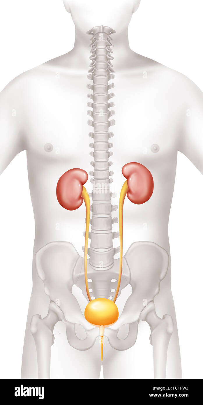 Il sistema urinario, disegno Foto Stock