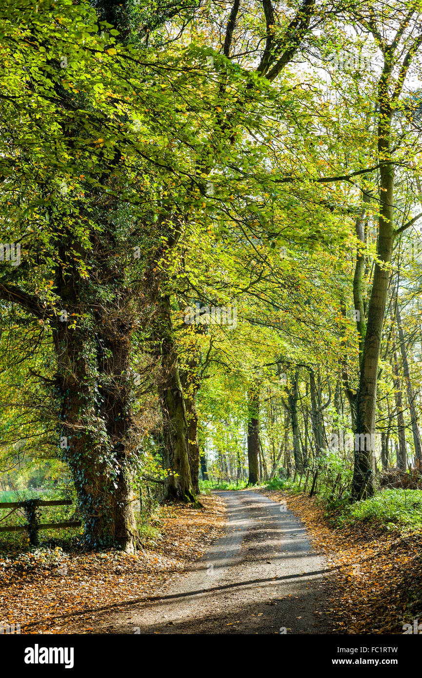 Un vecchio inglese faggio custodisce una stretta corsia Wiltshire attraverso il bosco misto in tardo autunno Foto Stock