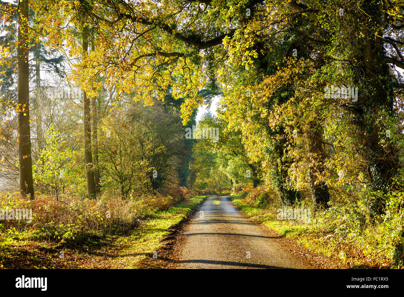 Un soleggiato Wiltshire lane nel tardo autunno attraverso il bosco misto Foto Stock