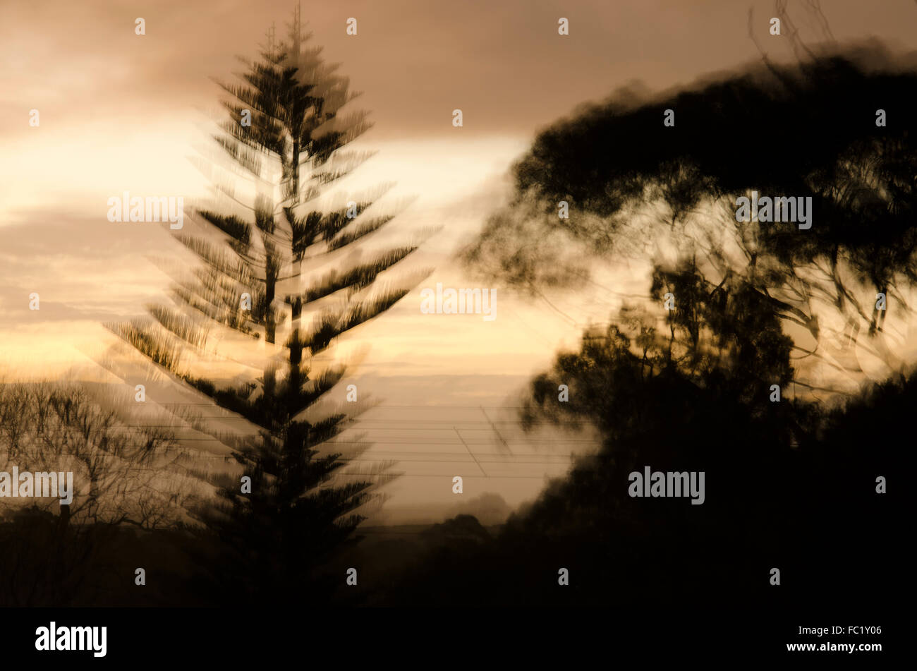 Un sfocata ventoso tramonto con un stagliano Norfolk pino ed eucalipti tree Foto Stock
