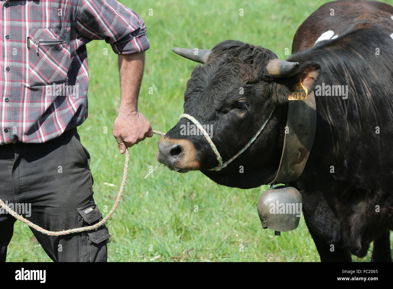 Fiera agricola nelle Alpi francesi. L'Herens Eringer (in tedesco) è una razza bovina chiamato dopo il Val d'Hrens regione Foto Stock