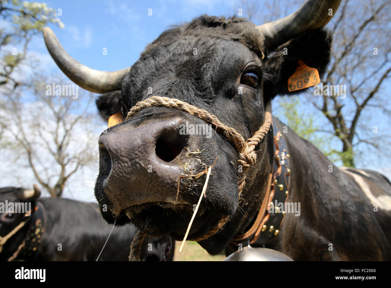 Fiera agricola nelle Alpi francesi. L'Herens Eringer (in tedesco) è una razza bovina chiamato dopo il Val d'Hrens regione Foto Stock