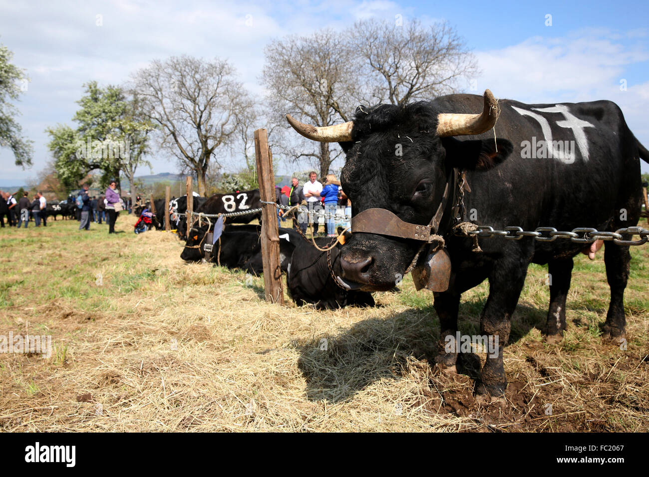 Fiera agricola nelle Alpi francesi. L'Herens Eringer (in tedesco) è una razza bovina chiamato dopo il Val d'Hrens regione Foto Stock