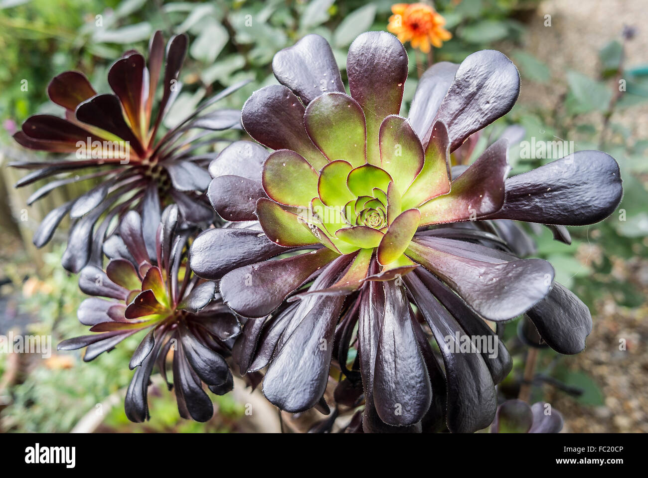 Bronzo succulente leafed Aeonium Zwartkop crescere all'aperto nel Regno Unito Foto Stock