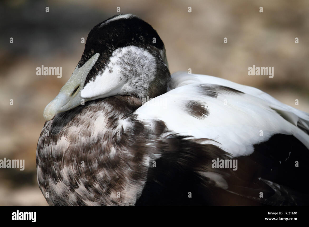 Eider Duck (Somateria mollissima) Foto Stock