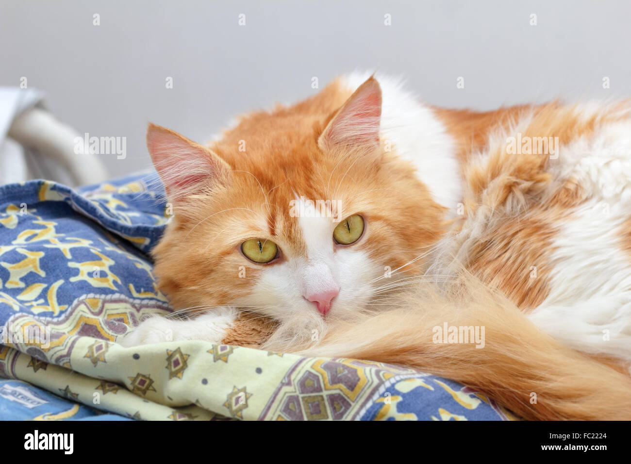 Grande bellissimo gatto rosso in molti pensiero Foto Stock