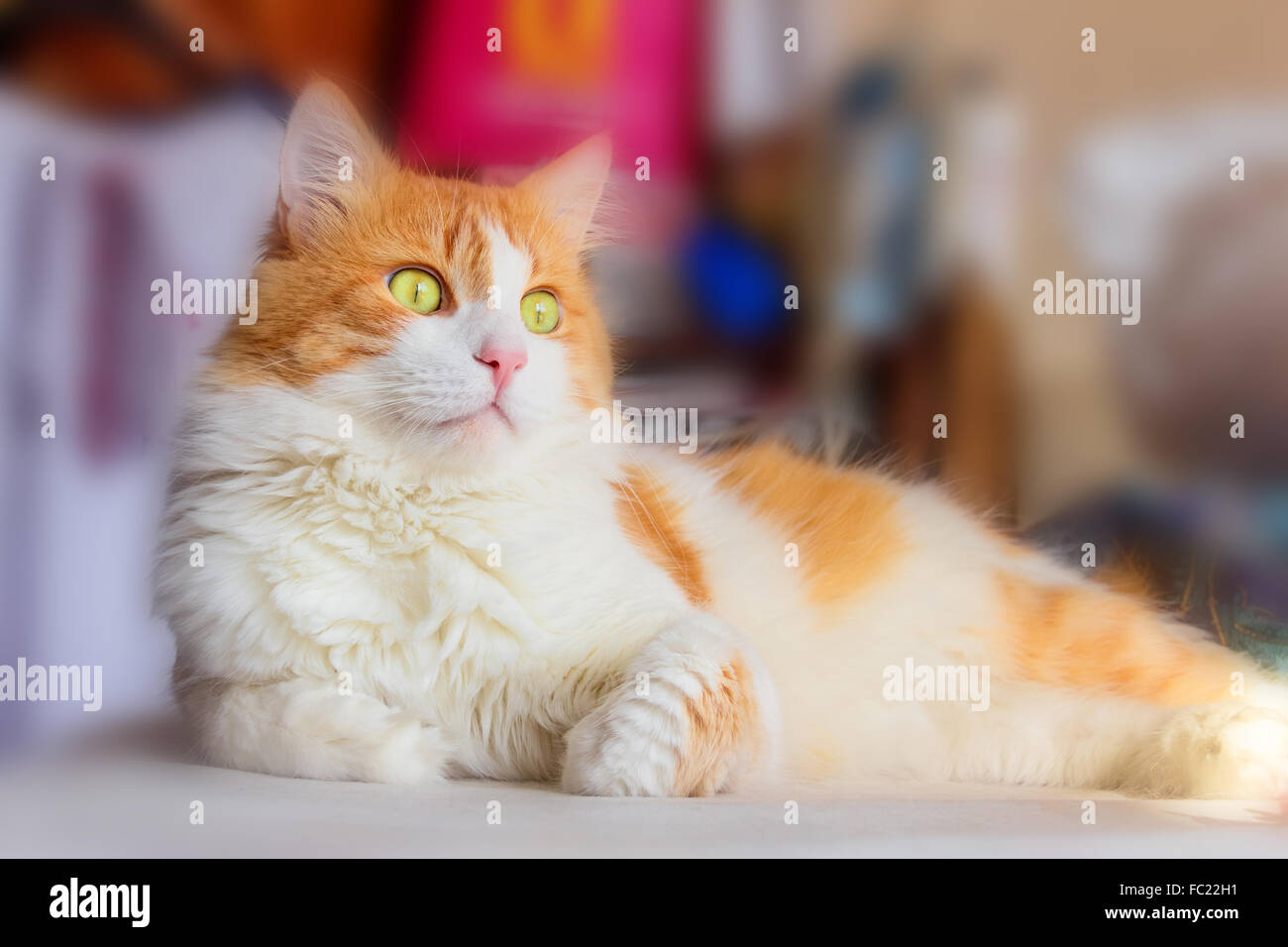 Grande bellissimo gatto rosso in molti pensiero Foto Stock
