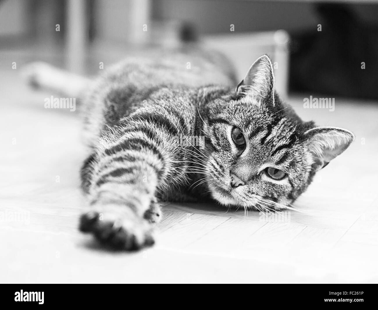 Striped cat giace serenamente sul terreno Foto Stock