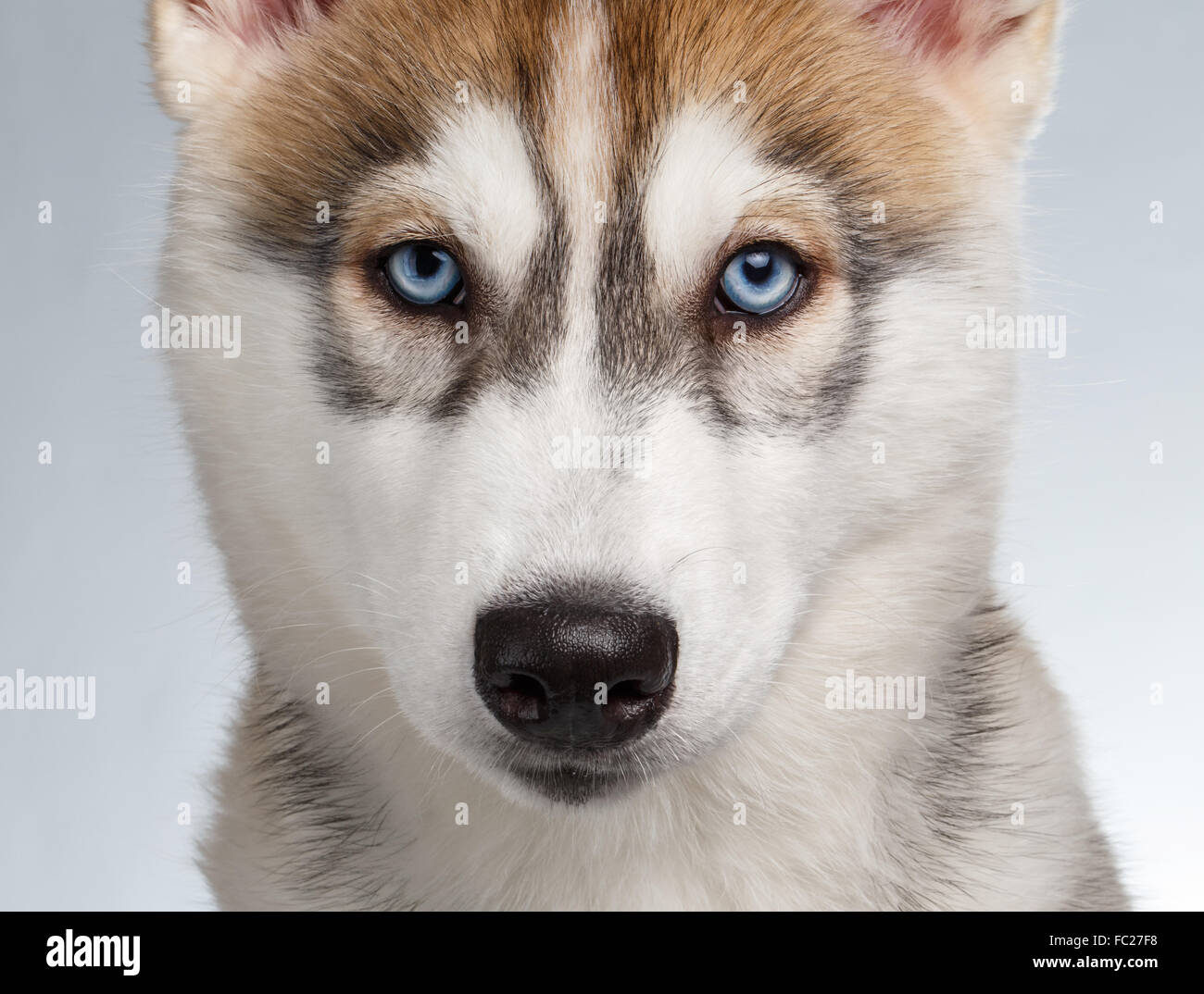 Closeup Siberian Husky cucciolo su bianco Foto Stock