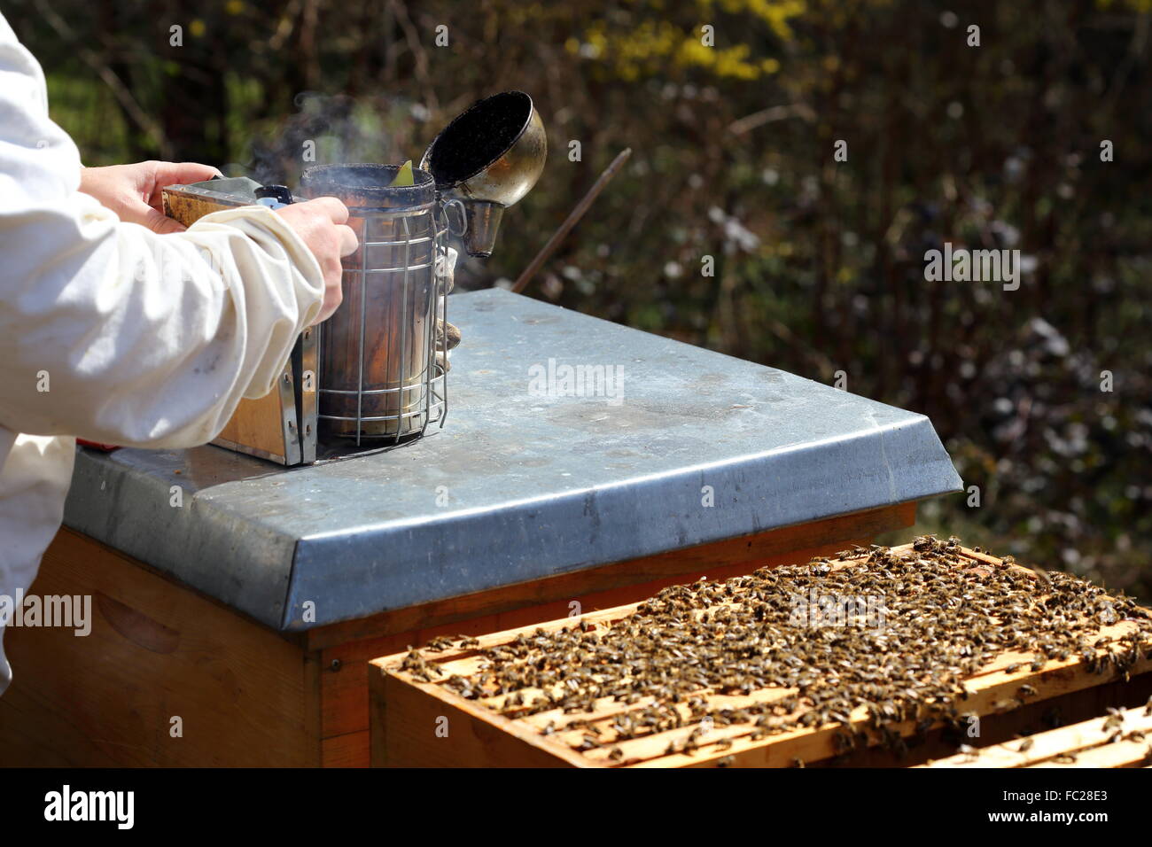 Bee keeper con fumatore Foto Stock