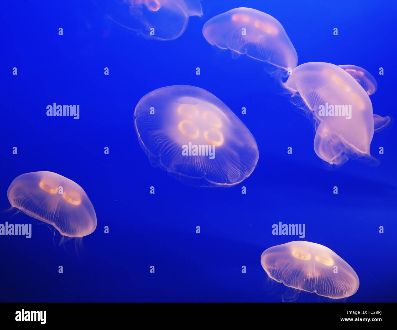 Le poche piccole meduse traslucido Foto Stock