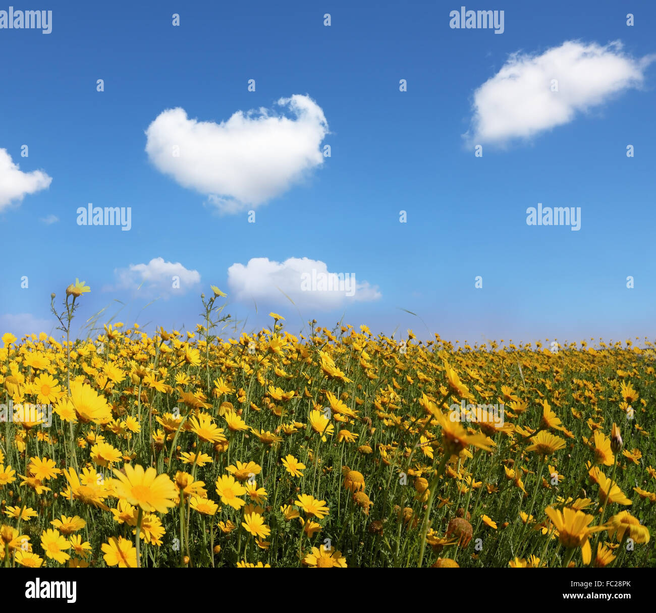 L'enorme campo con grandi fiori gialli Foto Stock