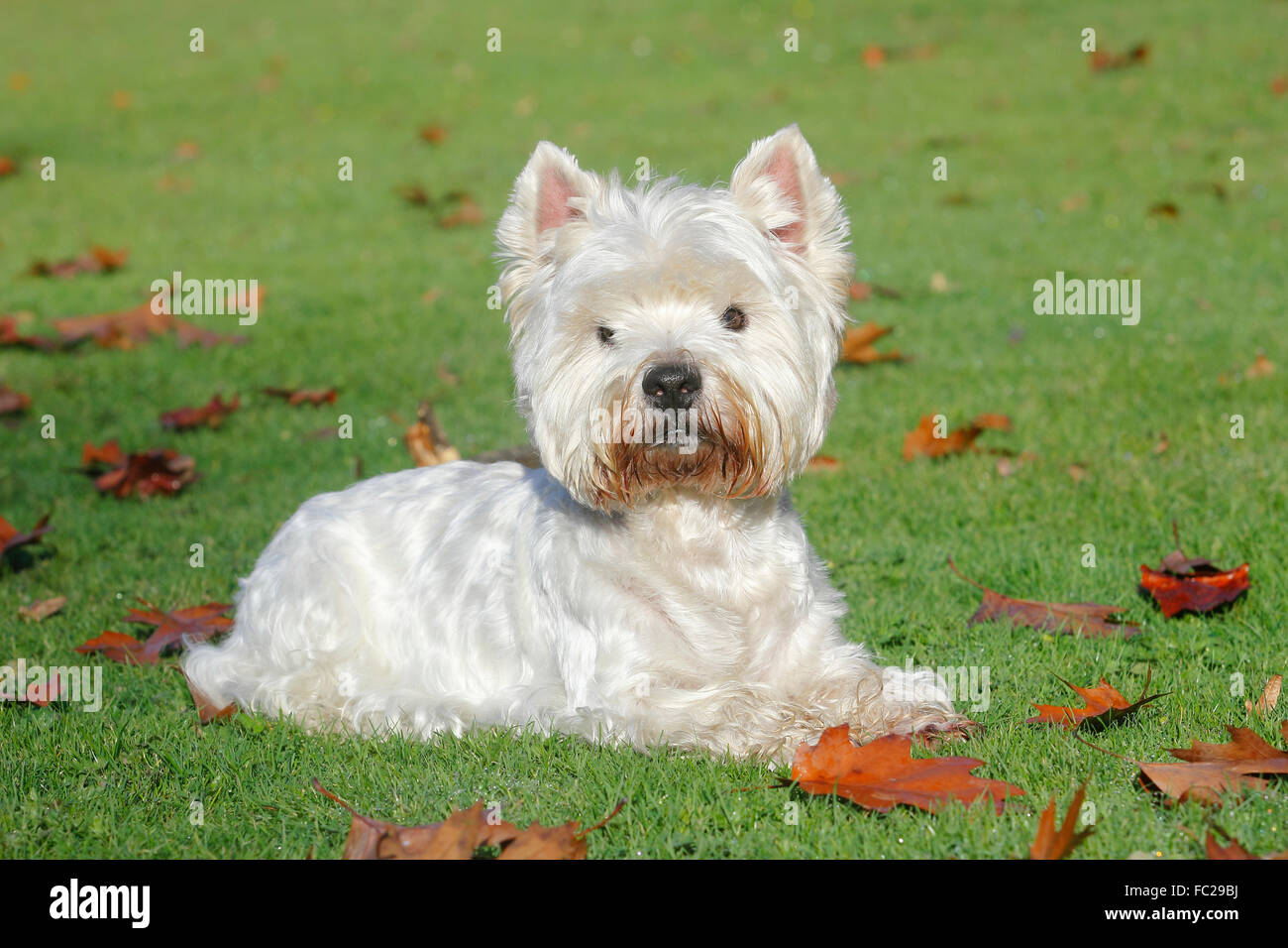 West Highland White Terrier, maschio, 9 anni, giacente in un prato, Germania Foto Stock