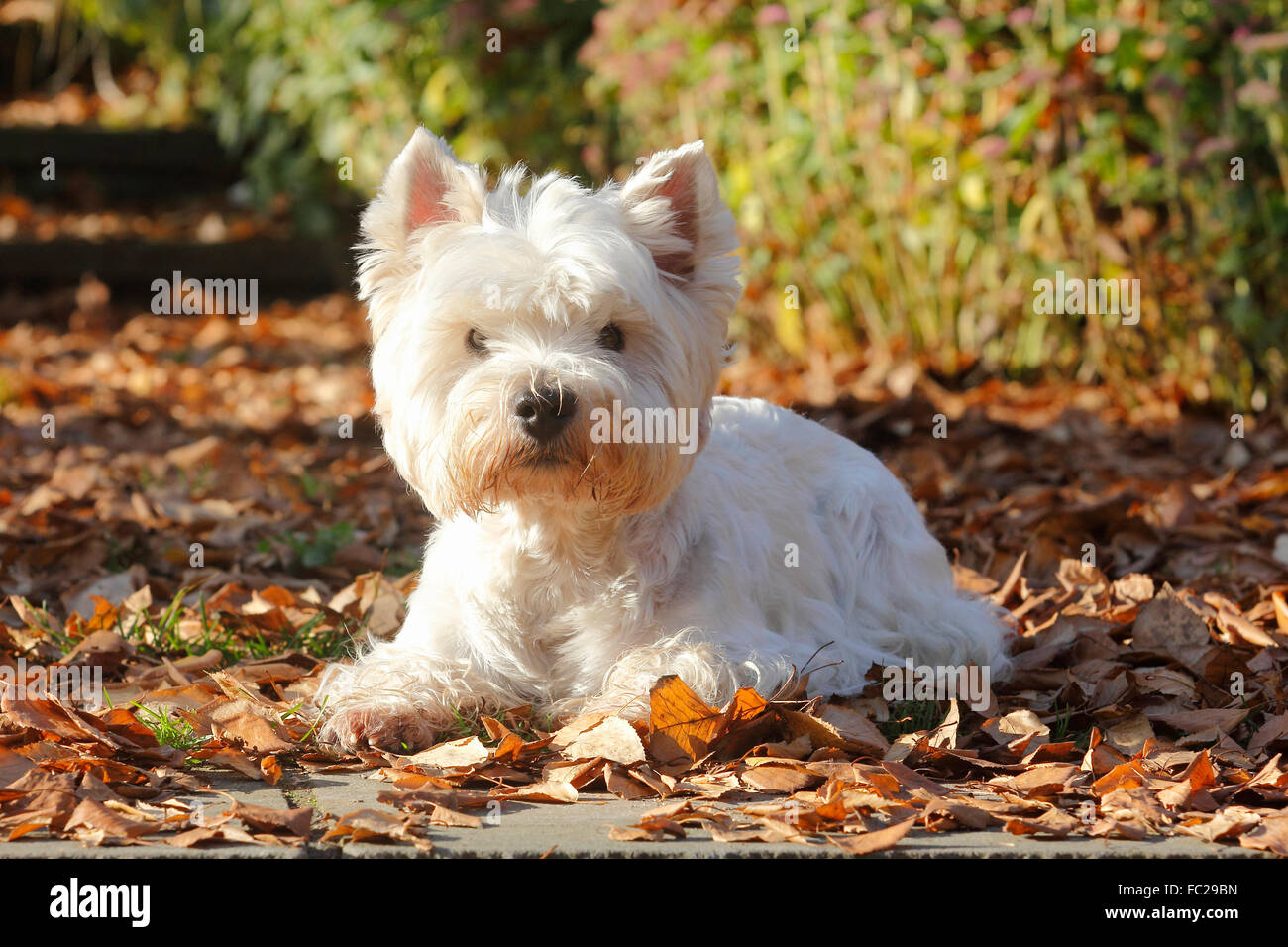 West Highland White Terrier, maschio, 9 anni, giacente in foglie di autunno, Germania Foto Stock