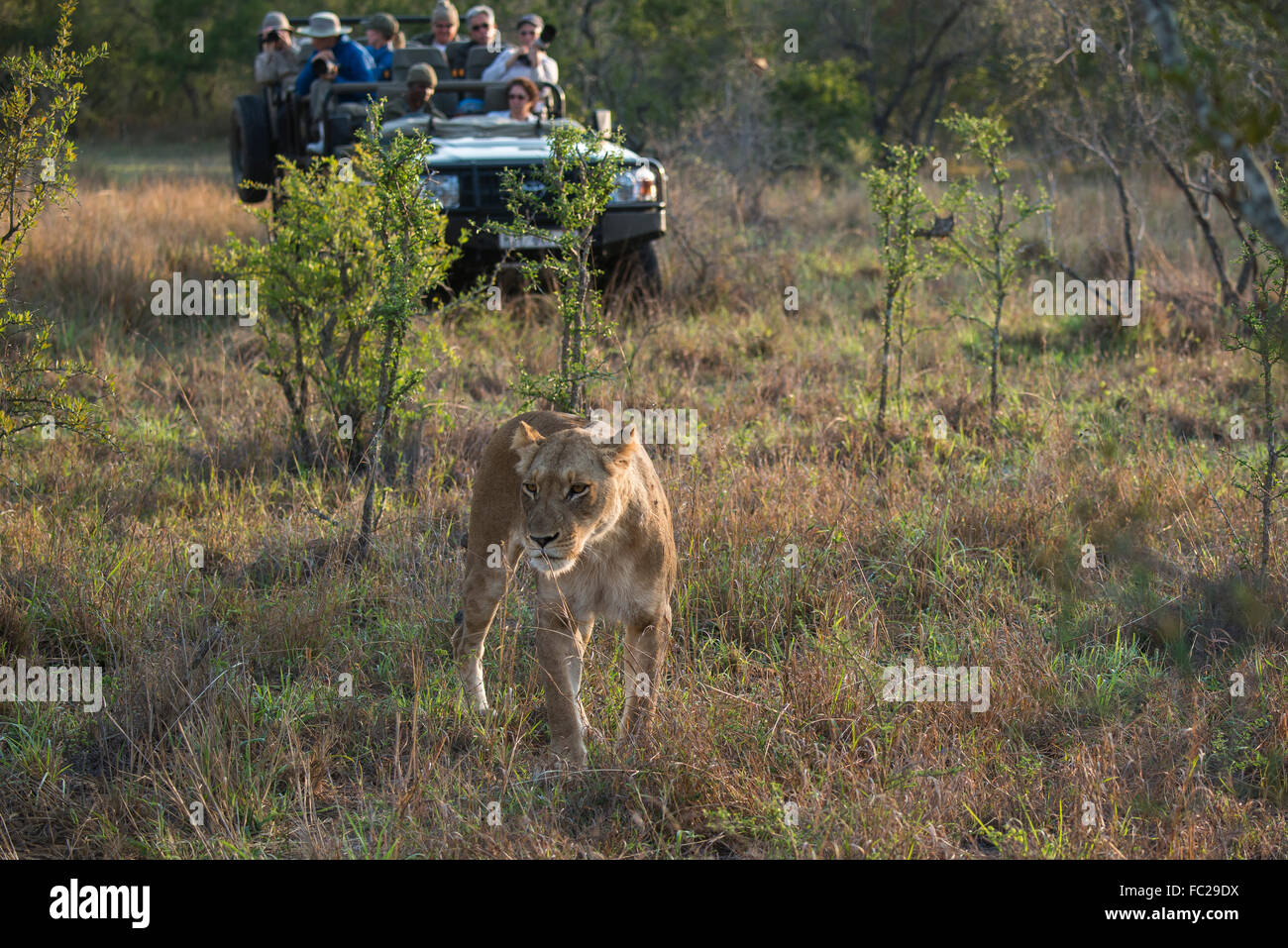 Leonessa (Panthera leo) e jeep safari, Sabi Sands Game Reserve, Sud Africa Foto Stock Leonessa (Panthera leo) e jeep safari, Sabi Sands Game Reserve, Sud Africa Foto Stock