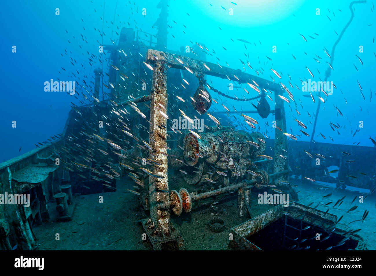 La Shoal, Mediterraneo Sugarello (Trachurus mediterraneus), Naufragio Constandis, affondato per sommozzatori subacquei Dasoudi riserva Foto Stock