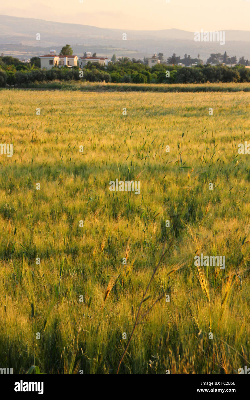 Cornfield al tramonto in Cipro Foto Stock