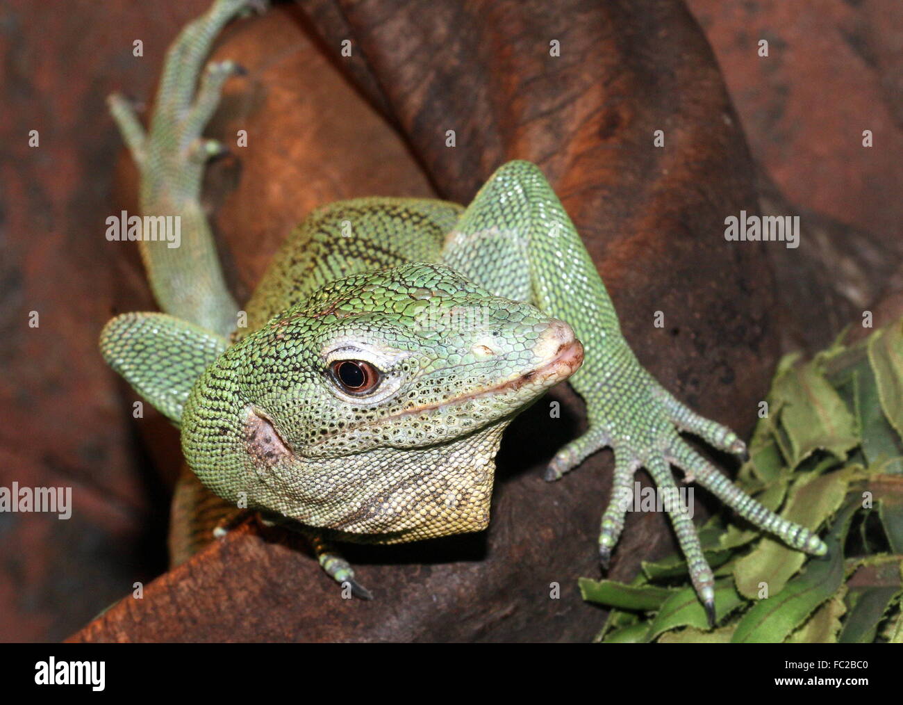 Fearless Asian Emerald tree monitor (Varanus prasinus), nativo di Nuova Guinea, artigli sulla parte anteriore e le zampe posteriori che mostra Foto Stock