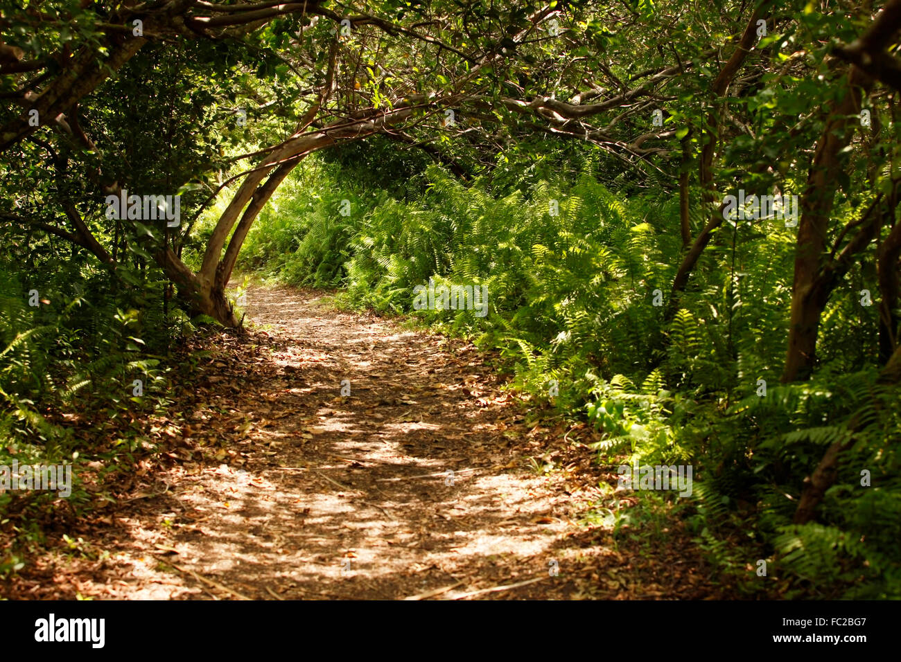 Jozani Chwaka Bay National Park a Zanzibar Tanzania Foto Stock