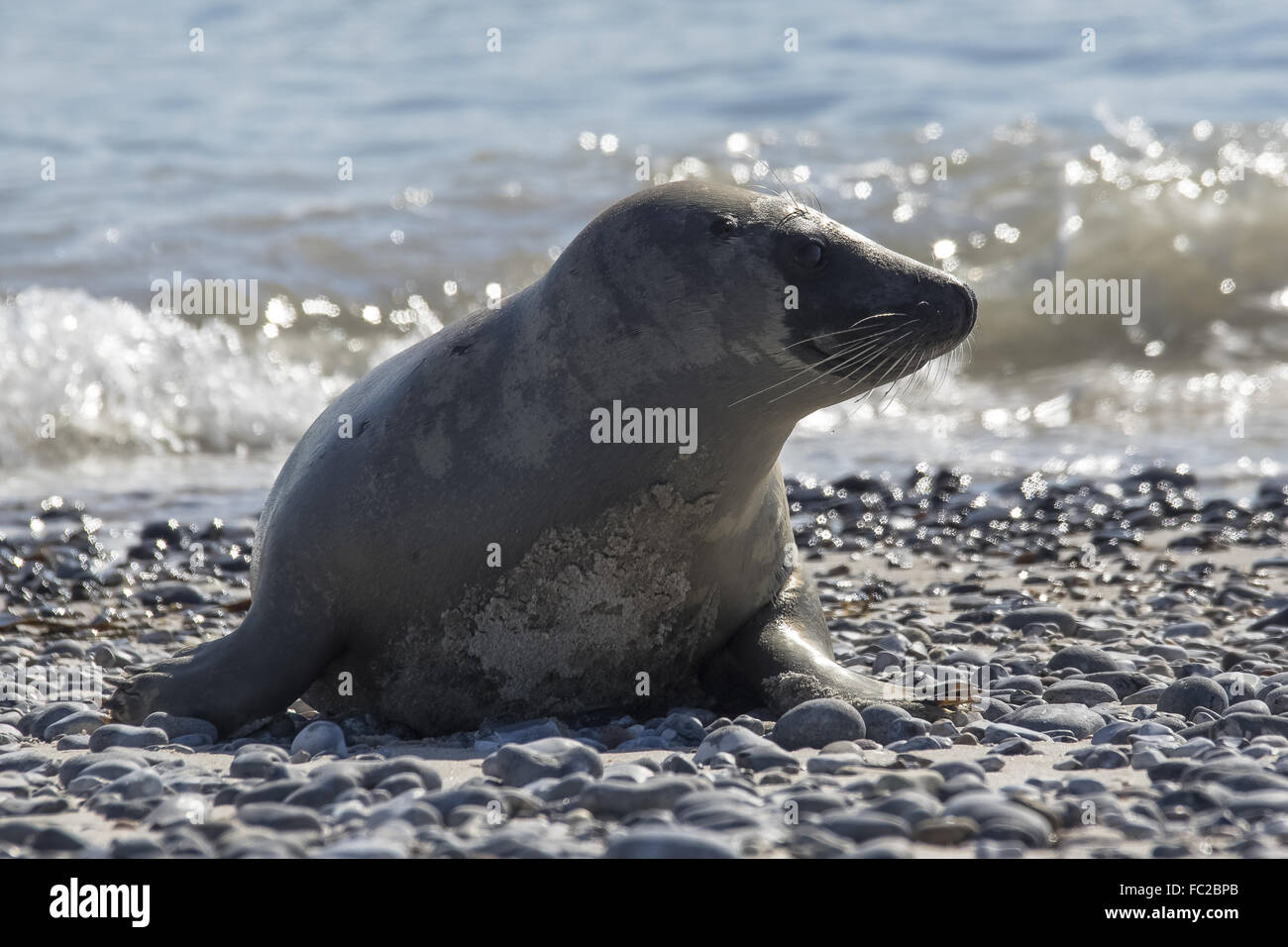 Che cosa sta succedendo? Foto Stock