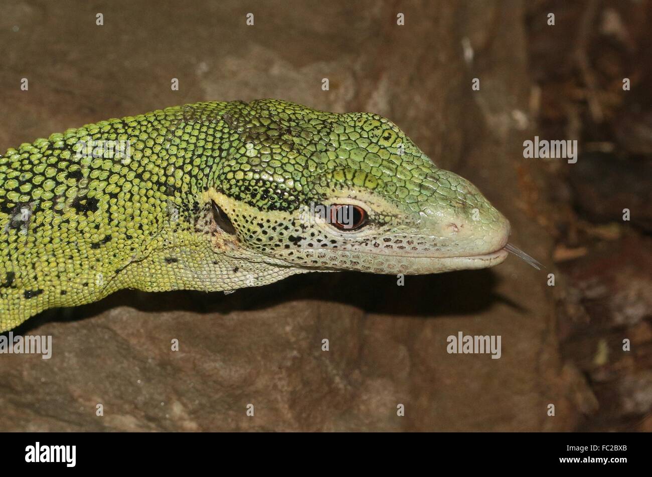 Primo piano della testa di un Nuova Guinea albero Smeraldo monitor (Varanus prasinus), lingua biforcuta colpetti fuori Foto Stock