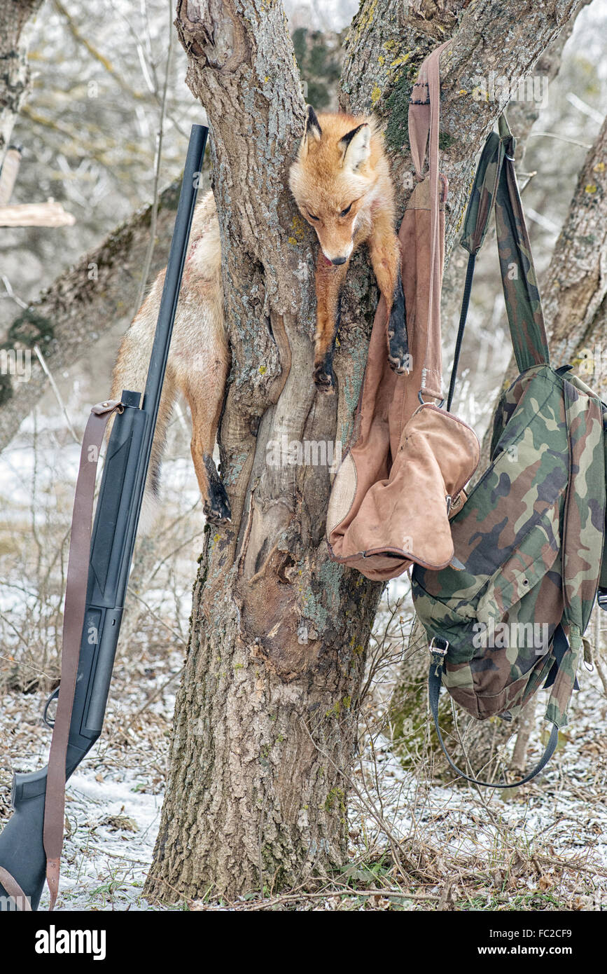 Fox morto sull'albero mentre la caccia Foto Stock