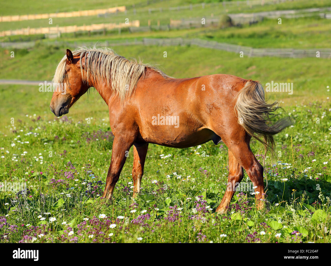 Marrone a cavallo con una criniera di colore bianco Foto Stock