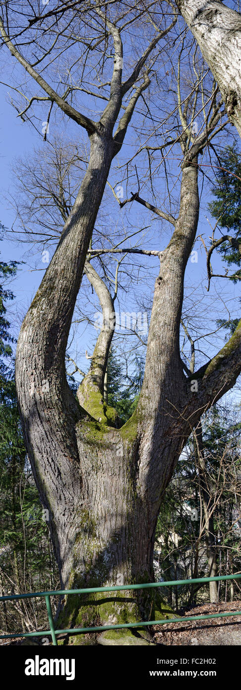Imperioso vecchio albero senza foglie Foto Stock