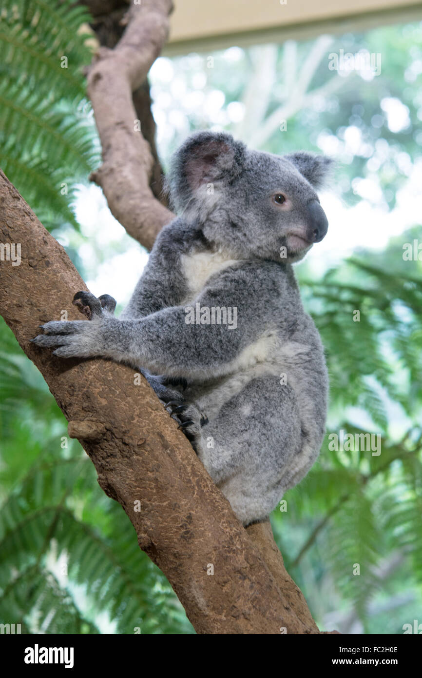 Vista ravvicinata di giovani Koala seduto su un albero Foto Stock