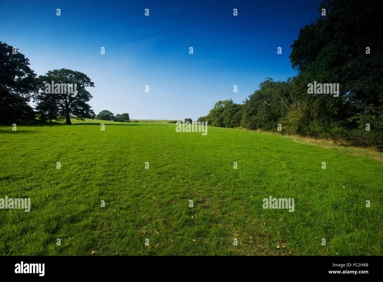 Farmland Dorset che mostra la prateria a inizio estate verde vibrante Foto Stock