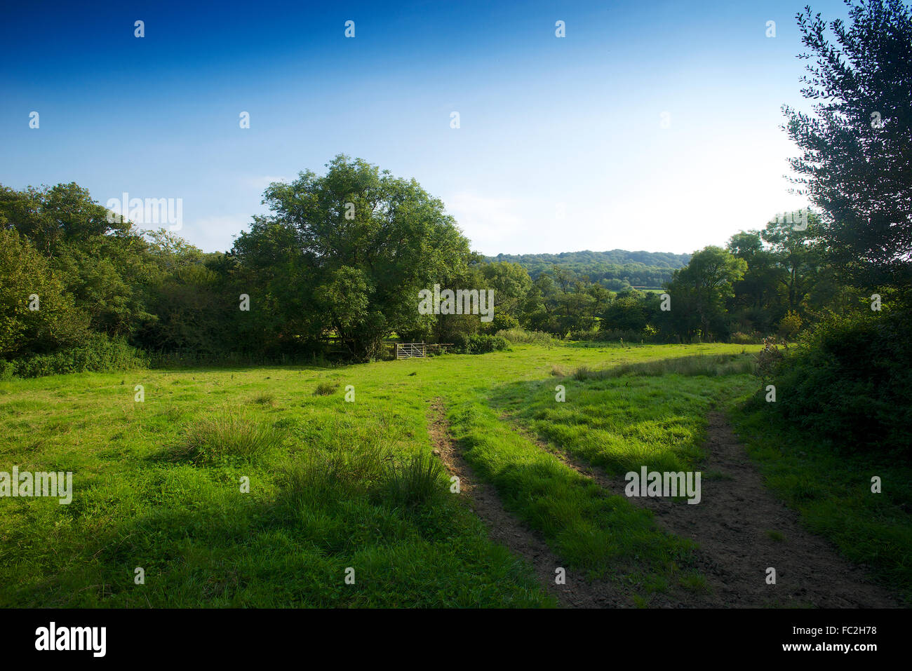 Farmland Dorset che mostra la prateria a inizio estate verde vibrante Foto Stock