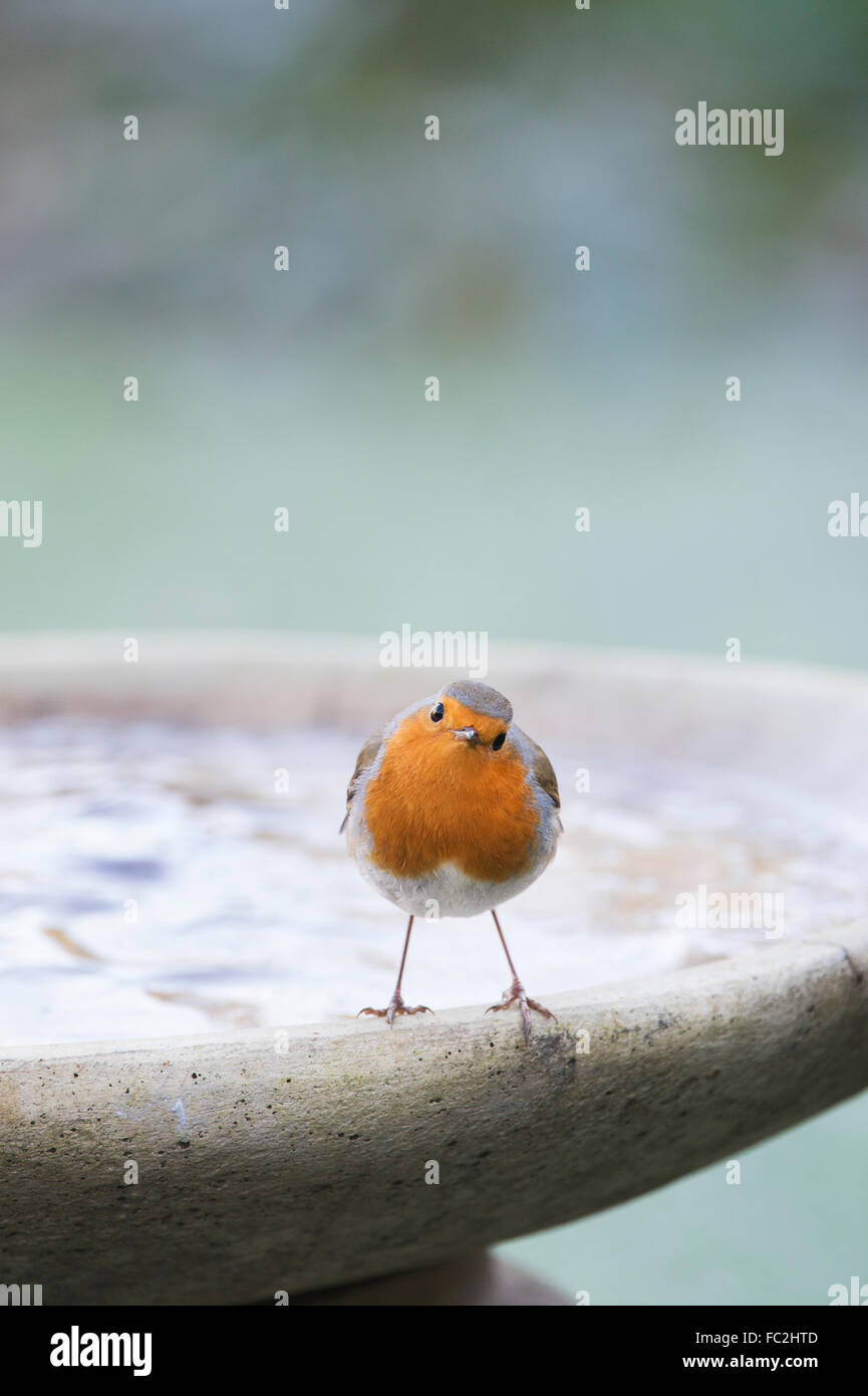 Erithacus rubecula. Robin su un uccello congelato vasca da bagno in un freddo gelido mattina in un giardino inglese Foto Stock